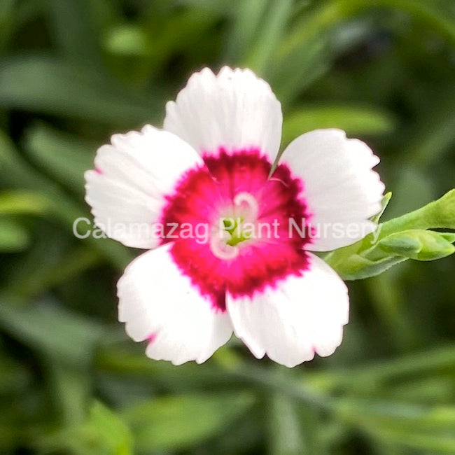Dianthus deltoides 'Maiden Pink Arctic Fire'