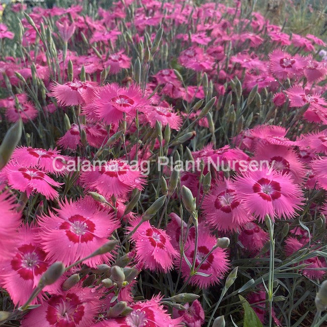 Dianthus grantianopolitanus 'Freddie'