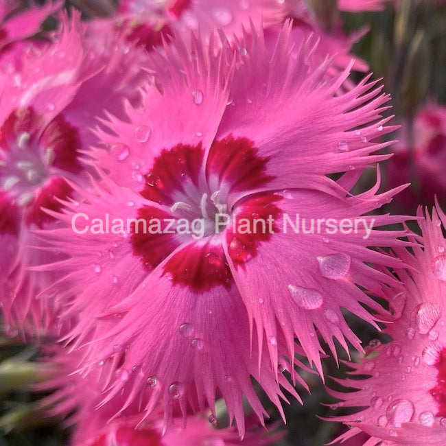 Dianthus grantianopolitanus 'Freddie'