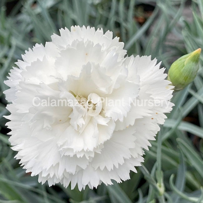 Dianthus plumarius Garden Pink  'Haytor'