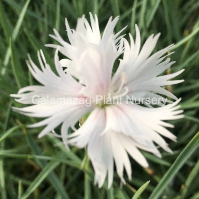 Dianthus arenarius f. nanus 'Little Maiden'