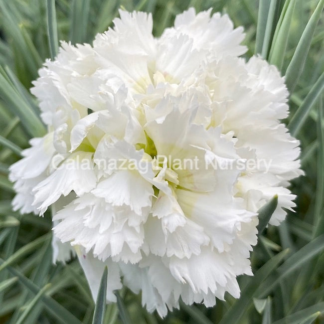 Dianthus plumarius Garden Pink 'Mrs Sinkins' hardy scented plant.
