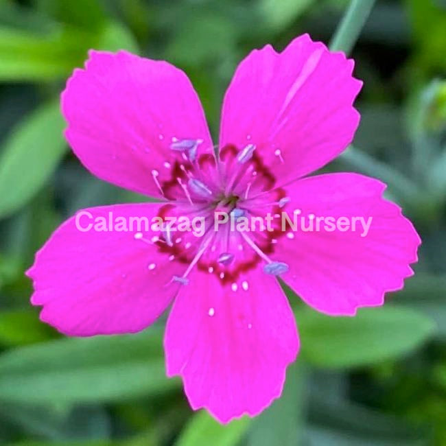 Dianthus myrtinervius