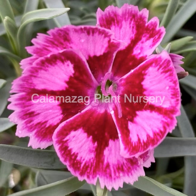 Dianthus Alpine Pink 'Night Star'. Hardy scented garden ready plant.