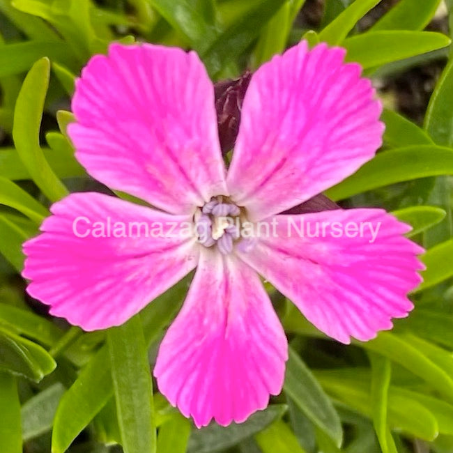 Dianthus nitidus