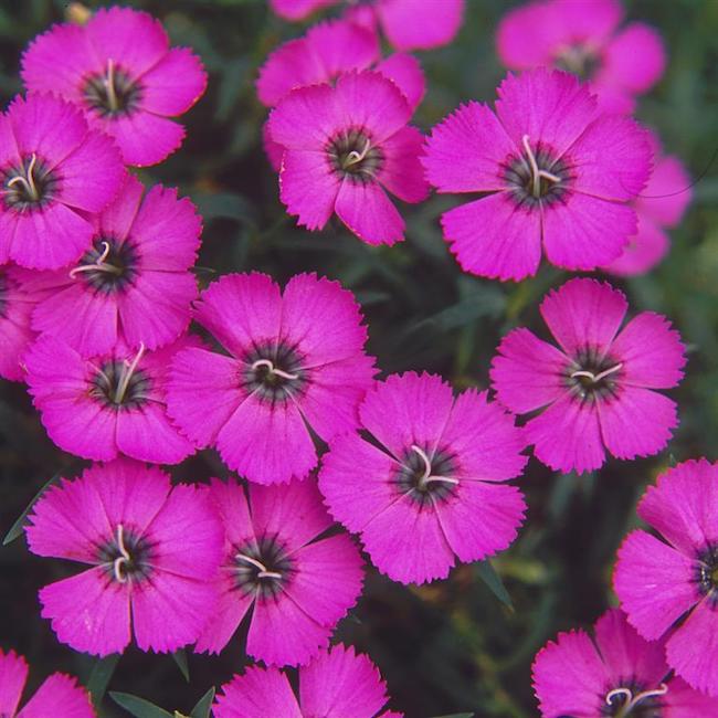 Dianthus Alpine Pink 'Inshriach Dazzler'. Hardy scented garden ready plant.