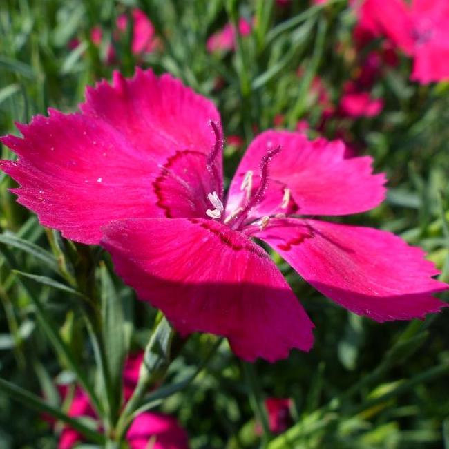 Dianthus deltoides 'Maiden Pink True Wild Form'