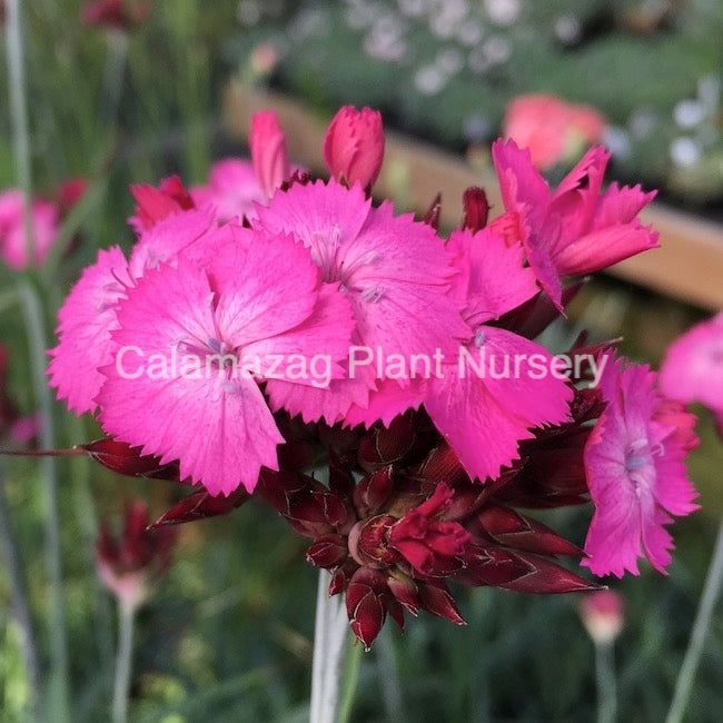 Dianthus carthusianorum 'Carthusian Pink'