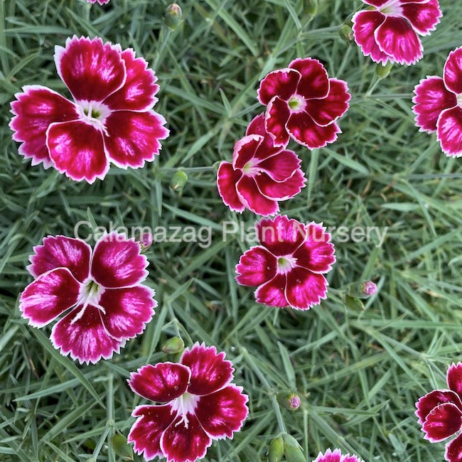 Dianthus Alpine Pink 'Flutterburst'. Hardy scented garden ready plant.