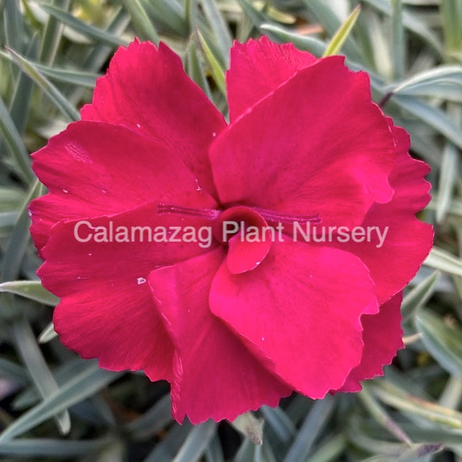 Dianthus Alpine  'Fusilier'. Hardy scented garden ready plant.