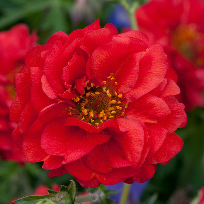 Geum 'Mrs Bradshaw' - Hardy Perennial Plant