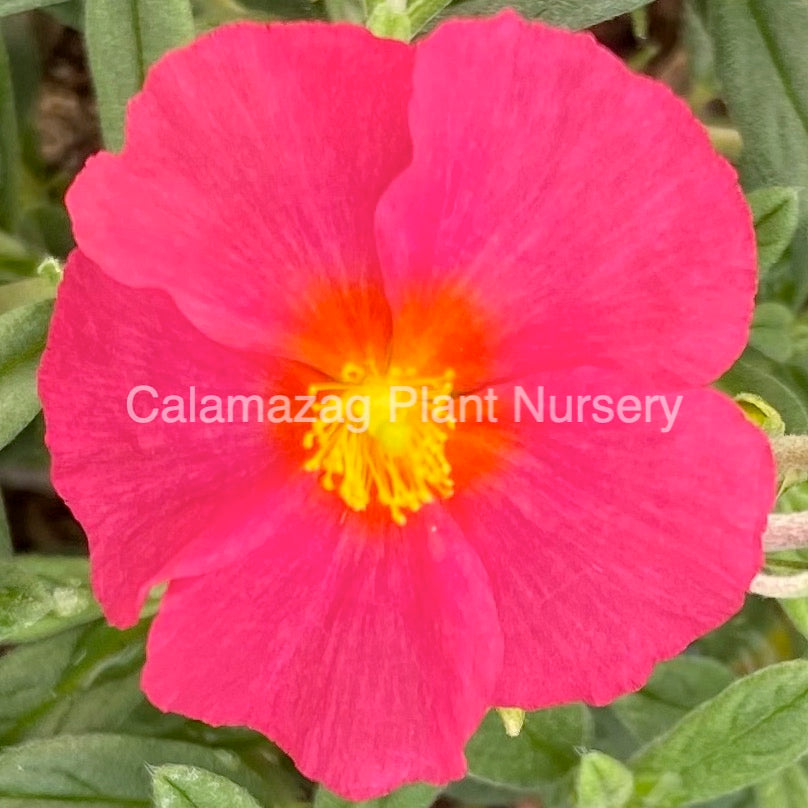 Helianthemum 'Bunbury' Calamazag Plant Nursery