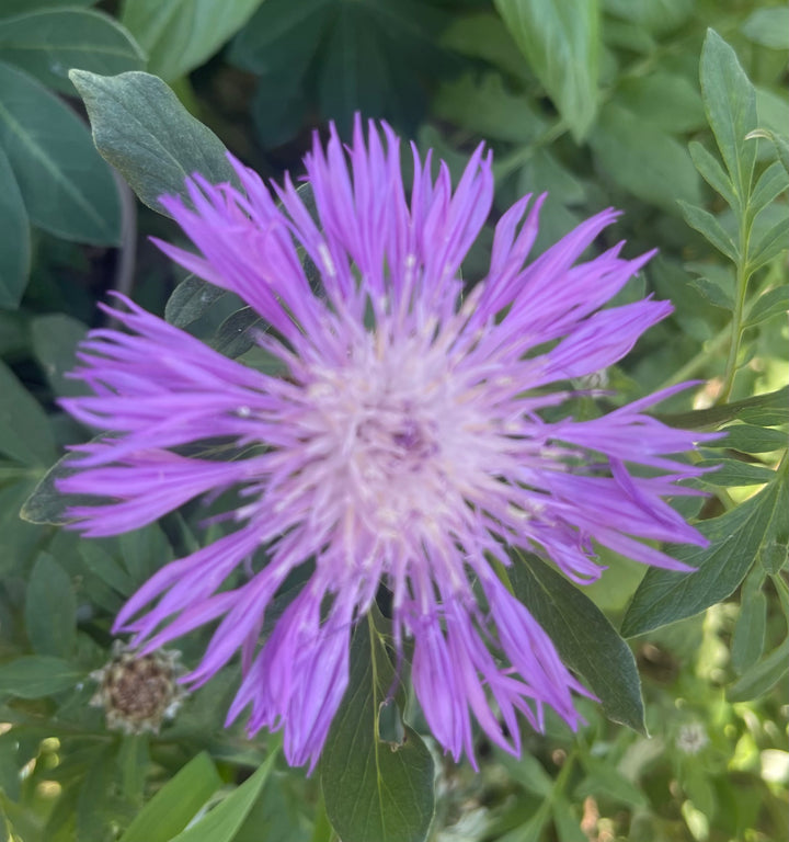 Centaurea dealbata - Hardy Perennial Plant