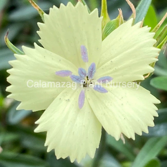 Dianthus knappii &