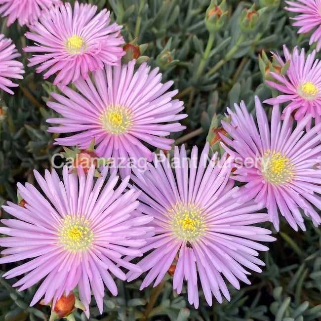 Lampranthus 'Pink'