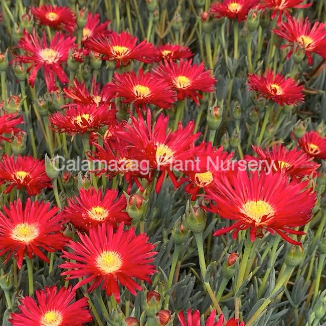 Lampranthus 'Tresco Brilliant'