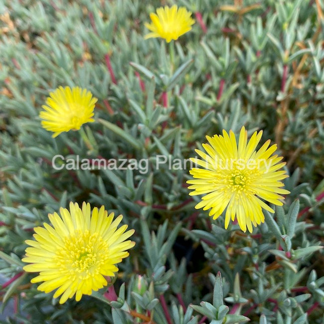 Lampranthus 'Yellow'