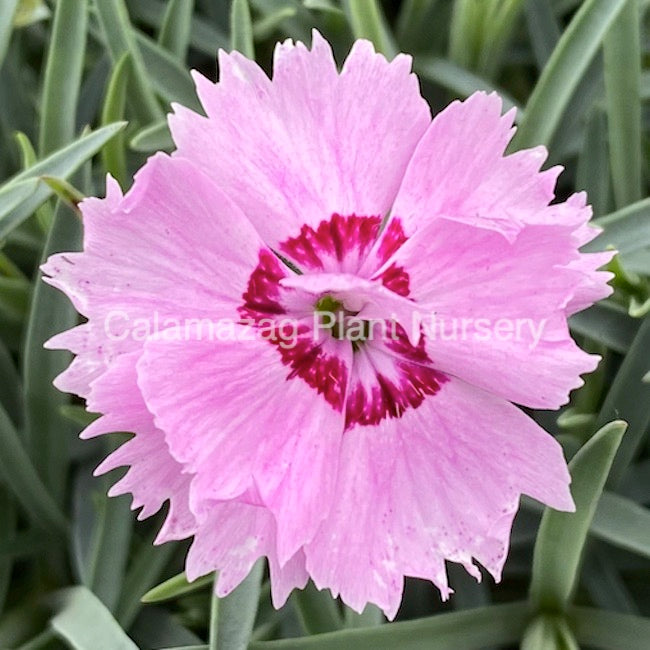 Dianthus Alpine Pink 'Little Jock'. Hardy scented garden ready plant.