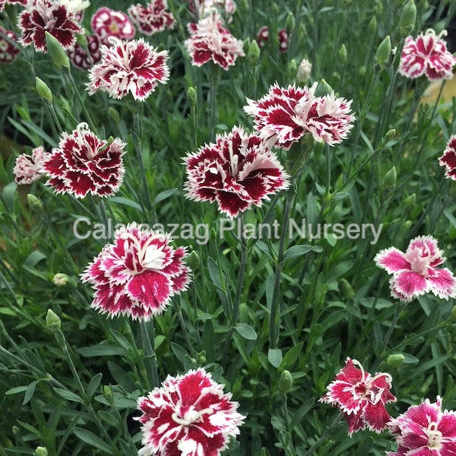Dianthus Alpine Pink 'Mendlesham Minx'. Hardy scented garden ready plant.