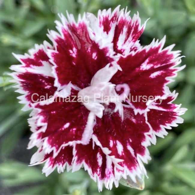 Dianthus Alpine Pink 'Mendlesham Minx'. Hardy scented garden ready plant.