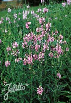 Physostegia virginiana 'Rose Queen'  - Hardy Perennial Plant