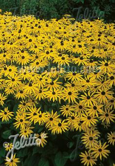 Rudbeckia fulgida var. sullivantii 'Goldsturm'- Hardy Perennial Plant