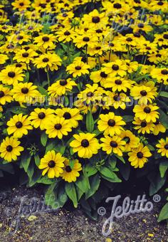 Rudbeckia triloba 'Blackjack Gold'