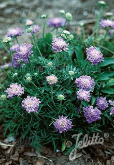 Scabiosa columbaria 'Pincushion Blue' - Hardy Perennial Plant