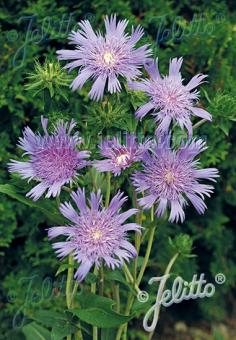 Stokesia laevis 'Omega Skyrocket' - Hardy Perennial Plant