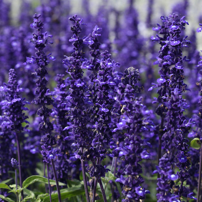 Salvia nemorosa 'Violet Queen', West-Friesland - Hardy Perennial Plant