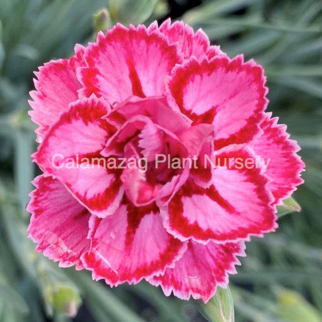 Dianthus Alpine Pink 'Starburst'. Hardy scented garden ready plant.