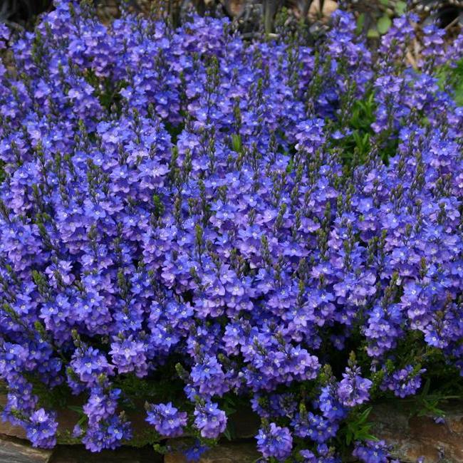 Veronica prostrata - Alpine Plant