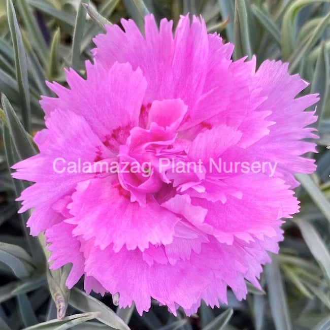 Dianthus Alpine Pink 'Whatfield Can Can'. Hardy scented garden ready plant.