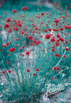 Dianthus pinifolius