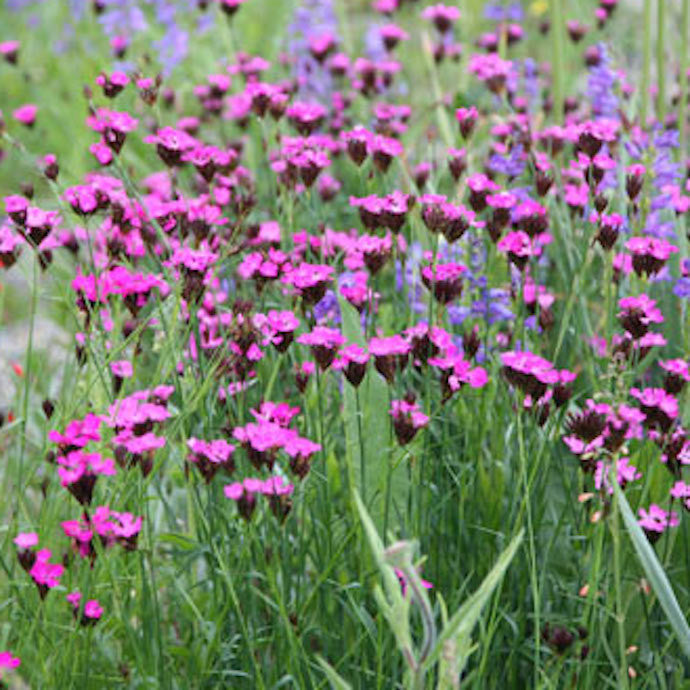 Dianthus carthusianorum 'Carthusian Pink'