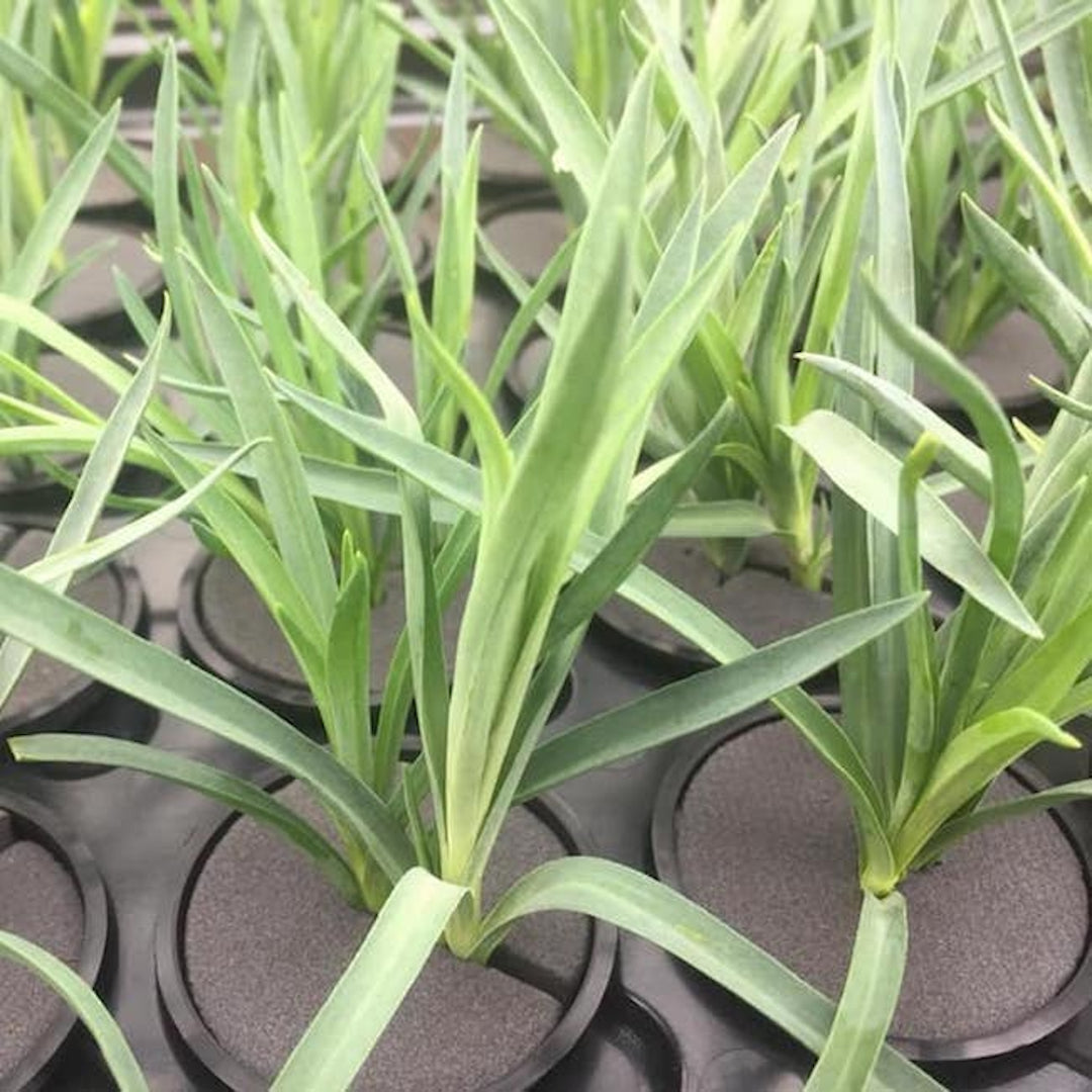 Onsite plant propagation