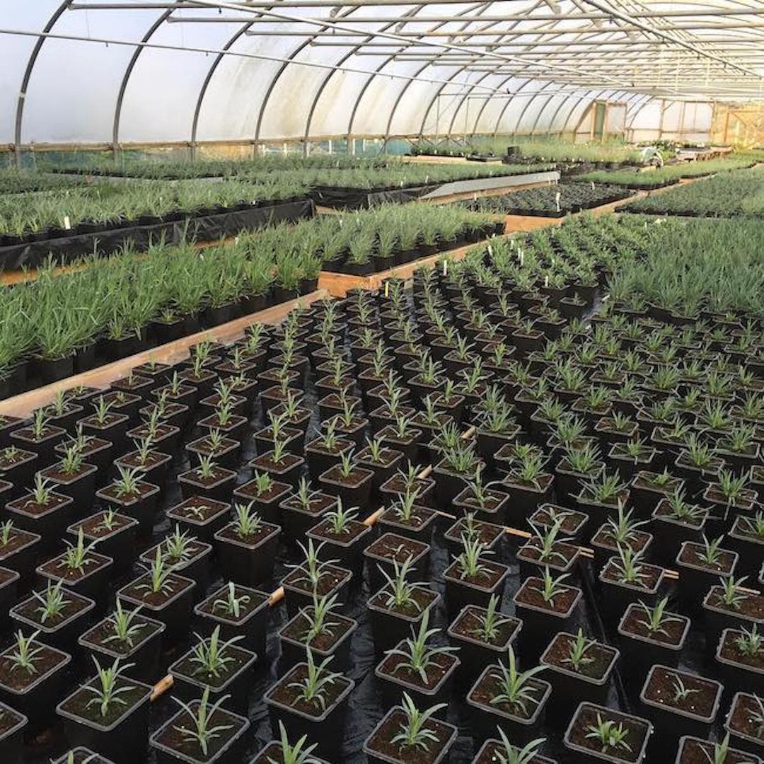 We grow all of the plants we sell