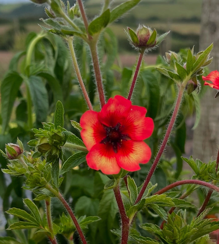Potentilla nepalensis 'Miss Willmott' - Hardy Perennial Plant