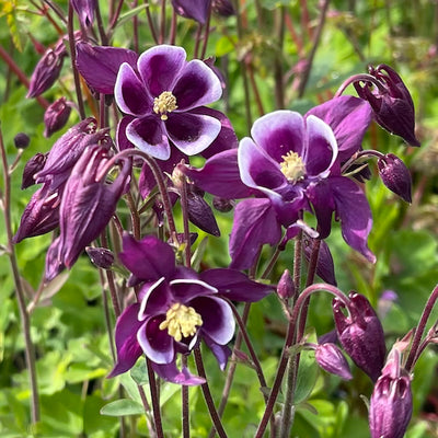 Aquilegia Columbine ' Winky Purple White' Granny's Bonnet - Hardy Perennial Plant