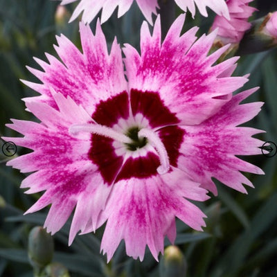 Dianthus Alpine 'Berry Blush'. Hardy scented garden ready plant.