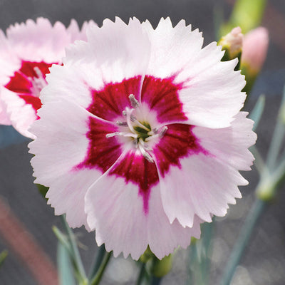 Dianthus Alpine 'Blushing Star'. Hardy scented garden ready plant.