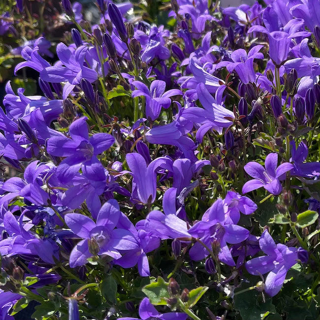 Campanula port ' Mrs Resholt ' - Alpine Plant – Calamazag Plant Nursery