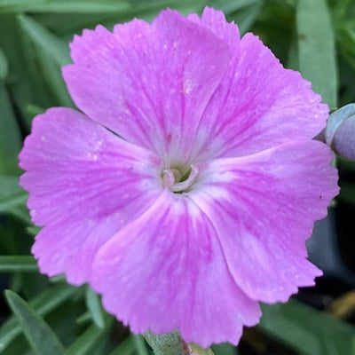 Dianthus Alpine Pink 'Aztec Star'. Hardy scented garden ready plant.