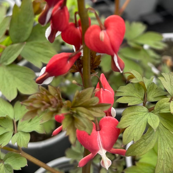 Lamprocapnos spectabilis 'Dicentra bleeding heart' - 'Valentine ...