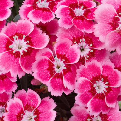Dianthus Alpine 'Electric Dreams'. Hardy scented garden ready plant.