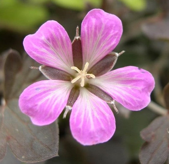 Geranium  'Orkney Cherry' - Hardy Perennial Plant