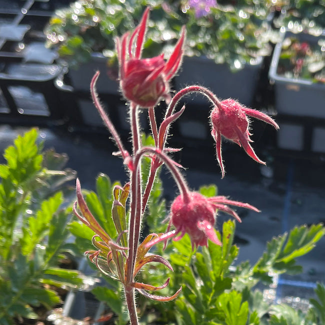 Geum rivale 'Water Avens' - Hardy Perennial Plant