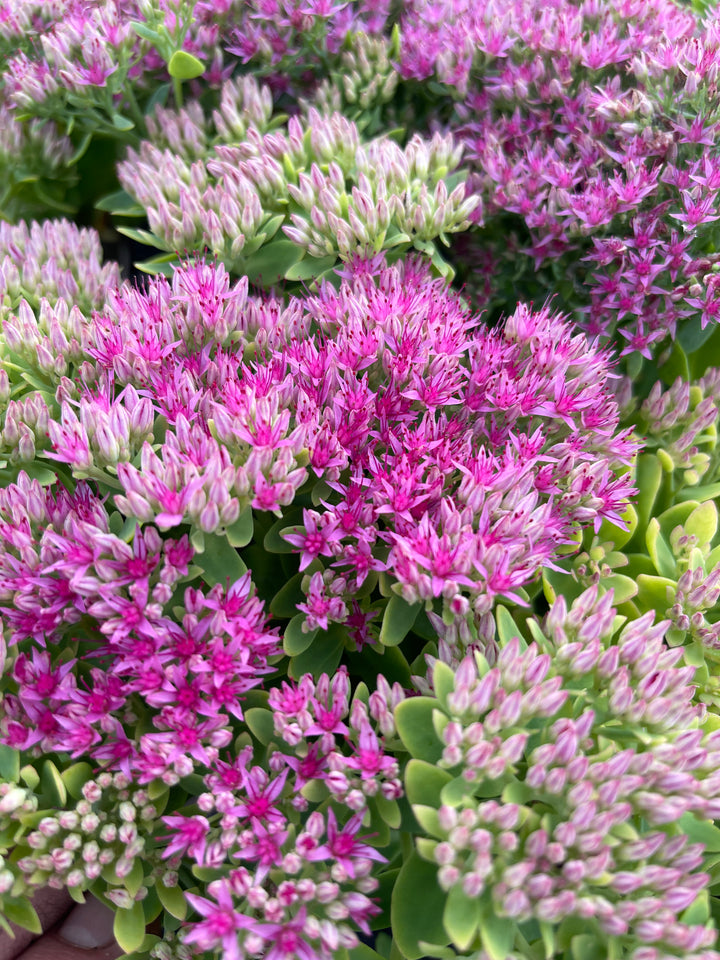 Sedum spectabile 'Hot Stuff' - Hardy Perennial Plant