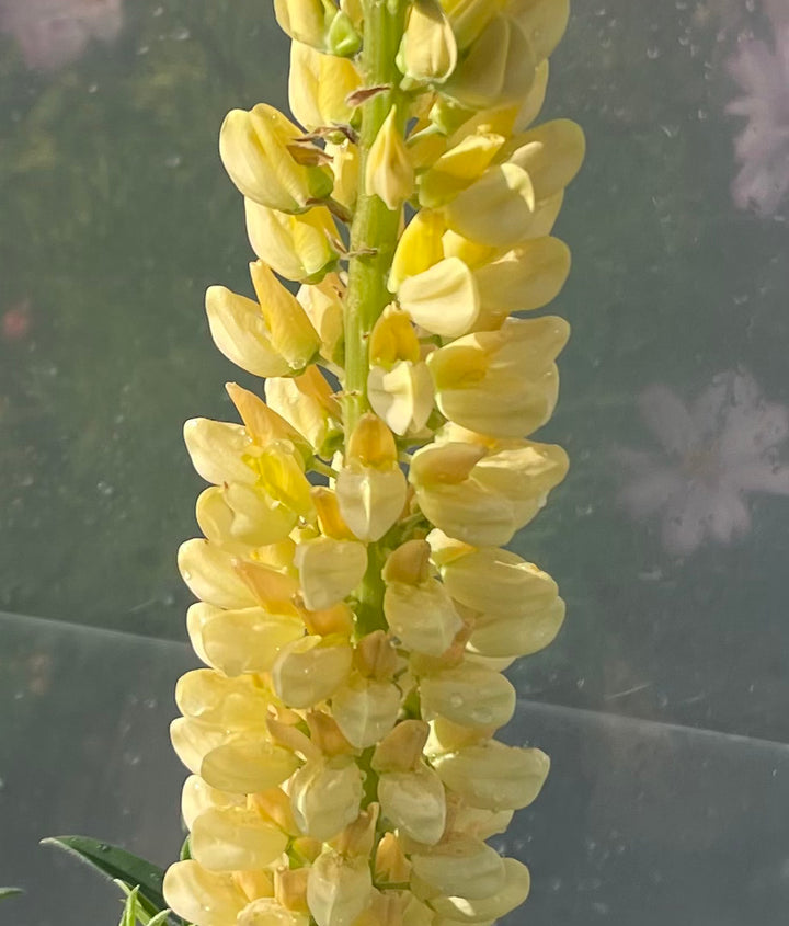 Lupin 'Chandelier'  - Hardy Perennial Plant