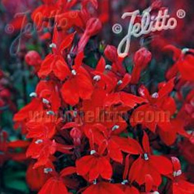 Lobelia speciosa 'Starship Scarlet' - Hardy Perennial Plant
